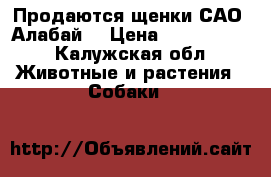 Продаются щенки САО (Алабай) › Цена ­ 6000-8000 - Калужская обл. Животные и растения » Собаки   